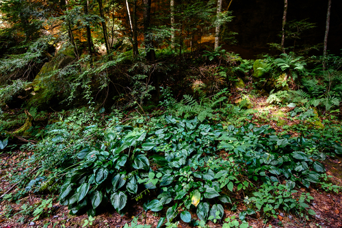 Hosta plantaginea