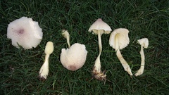 Leucocoprinus tricolor