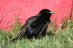 Sturnus vulgaris
