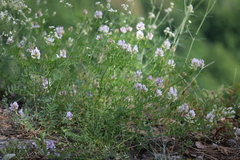 Astragalus clerceanus