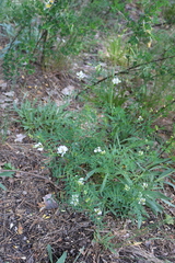 Astragalus clerceanus