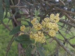 Buddleja bullata