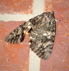 Catocala umbrosa