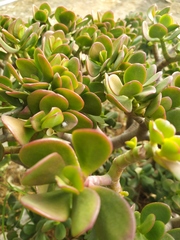 Crassula ovata