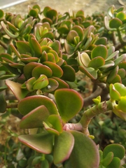 Crassula ovata