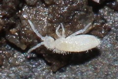 Coecobrya tenebricosa