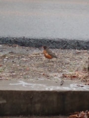 Turdus migratorius