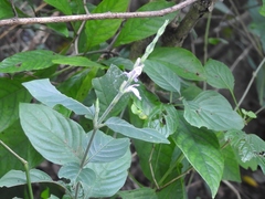 Justicia breviflora
