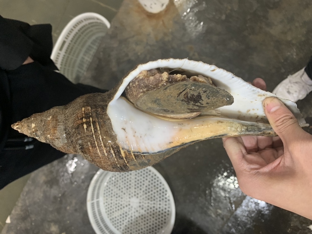 Hemifusus colosseus