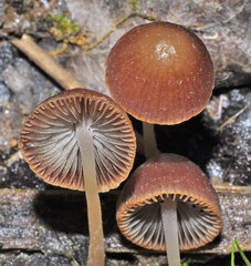 Psathyrella prona