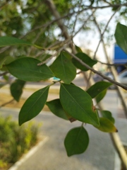 Ficus benjamina