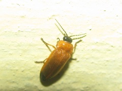 Abscondita