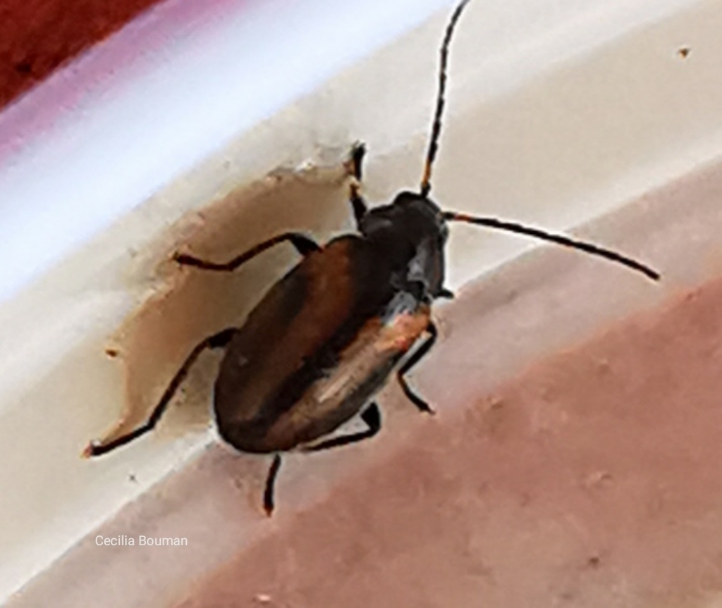 Odeles tenebrica