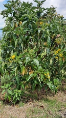 Smallanthus fruticosus