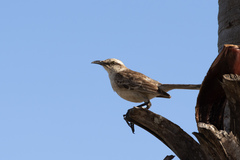 Mimus saturninus