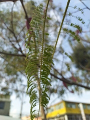Paraserianthes lophantha