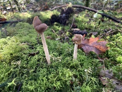Helvella compressa