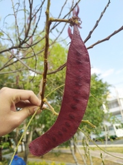 Paraserianthes lophantha