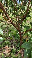 Smallanthus fruticosus