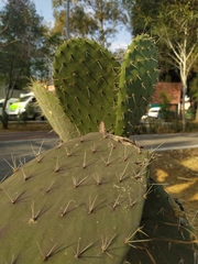 Opuntia