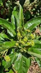 Smallanthus fruticosus