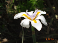 Dietes