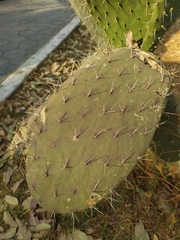 Opuntia