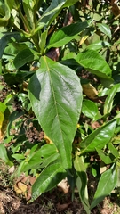 Smallanthus fruticosus