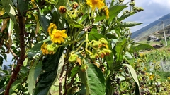 Smallanthus fruticosus