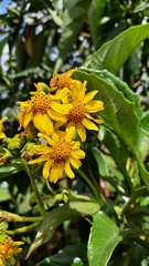 Smallanthus fruticosus