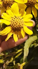 Smallanthus fruticosus