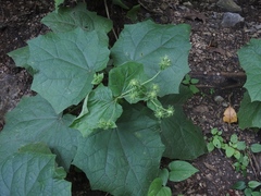 Eupatoriastrum corvi