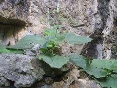 Eupatoriastrum corvi