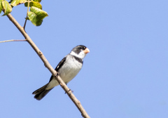 Sporophila albogularis