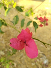 Bougainvillea
