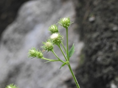 Eupatoriastrum corvi