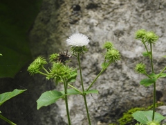 Eupatoriastrum corvi