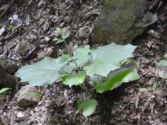 Eupatoriastrum corvi