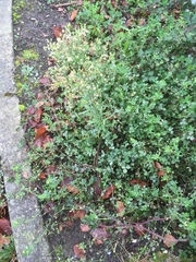 Erigeron sumatrensis