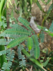 Paraserianthes lophantha