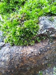 Ptychostomum capillare