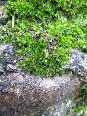 Ptychostomum capillare