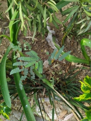 Paraserianthes lophantha