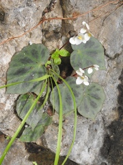 Begonia plebeja