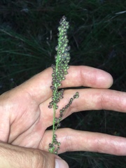 Anthenantia rufa