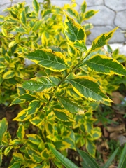 Duranta erecta