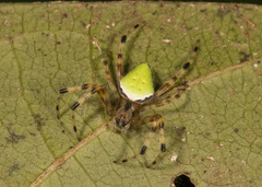 Eriophora nephiloides