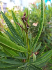 Nerium oleander