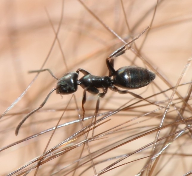 Tapinoma madeirense