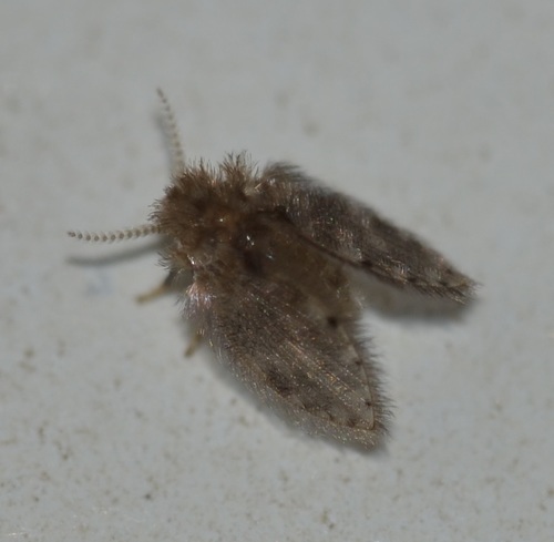 Psychoda alternata observed 2021-02-10